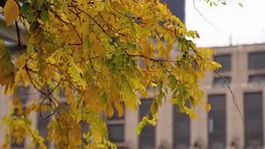 秋天城市中黄色树叶子视频的预览图